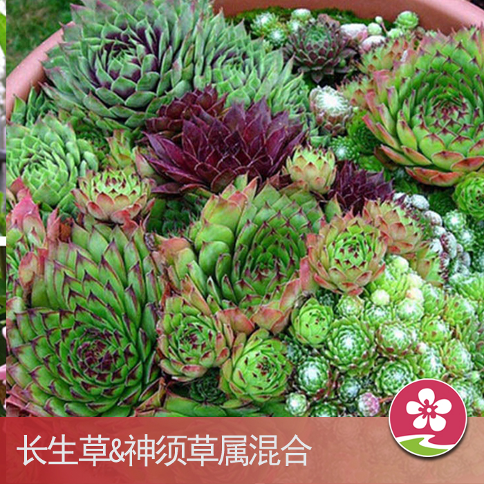 【醉花园艺】多肉长生草种子 神须草属混合多肉种子sempervivum