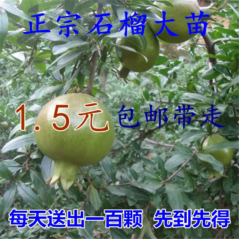 淘宝-正宗嫁接樱桃树苗盆栽樱桃苗果树苗车厘子当年 ...