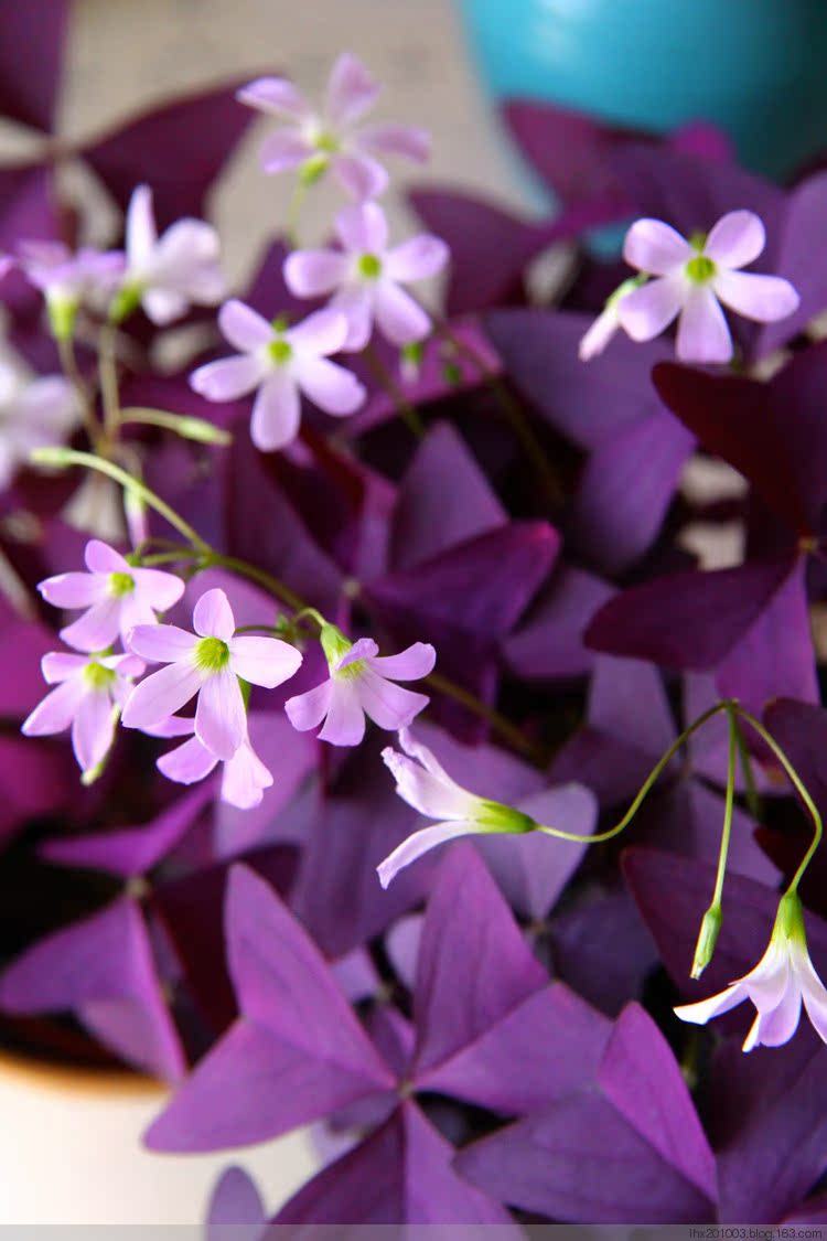 盆栽球根花卉红叶幸运草紫蝴蝶紫色三叶草球根种子紫夜酢浆草植物