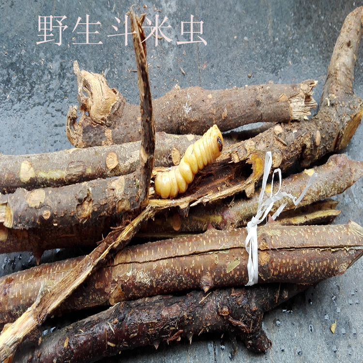 浙江野生斗米虫假薯条牛奶伴侣小儿开胃提升免疫力倒督黄狼虫