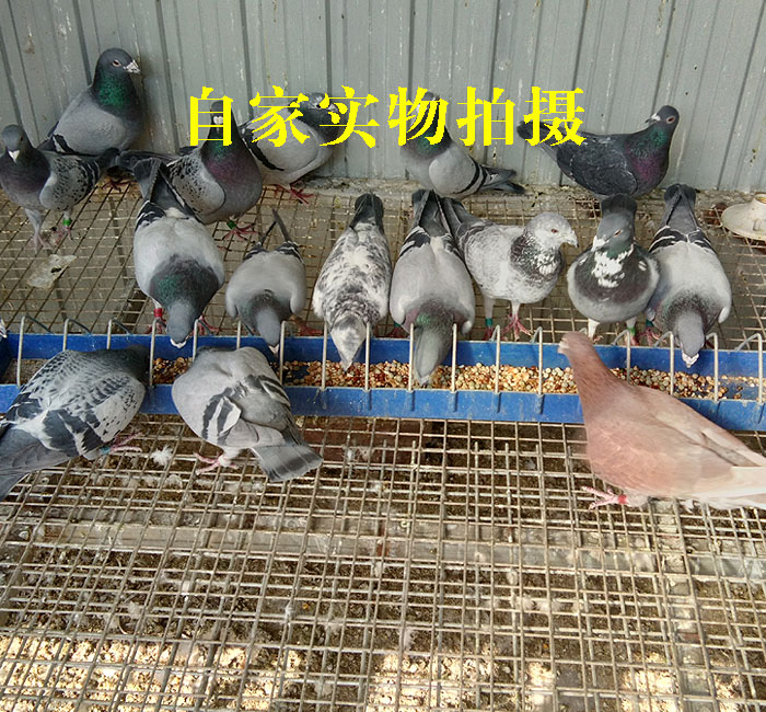 鸽粮a级老虎种鸽鸽粮鸟食玉米沙砂信鸽粮梦见幼鸽粮赛鸽粮保健粮观赏饲料与狗图片