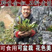包邮 广西野生金钗石斛兰花PK仿野生铁皮石斛下山铁皮枫斗鲜条