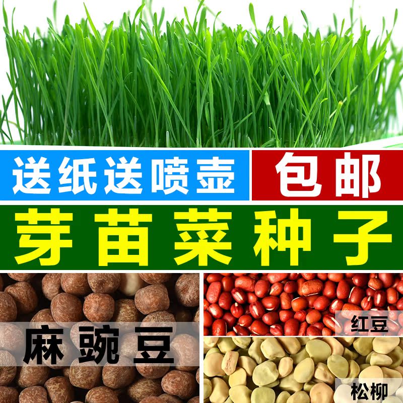 芽苗菜种子包邮芽菜种子纸上种菜芽苗菜豌豆空心菜秋葵紫苏萝卜