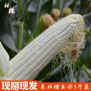 东北糯玉米 新鲜现摘带皮农家特产香嫩粘玉米棒非转基因5斤装包邮