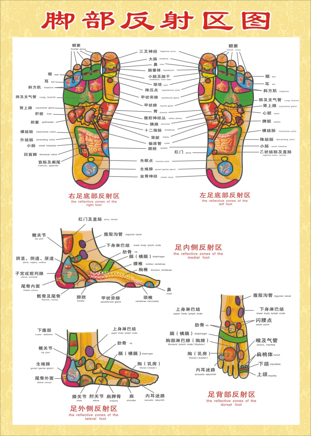 足部反射区大挂图足脚底按摩保健足疗足浴火罐人体经络穴位图海报