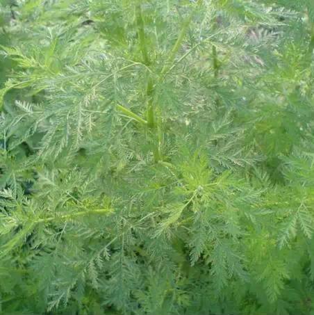 中草药新鲜野生现采青蒿 苦蒿 臭蒿 枝叶500克
