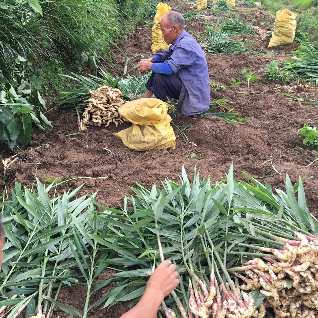 2017年贵州农家新鲜现挖嫩子姜仔姜嫩姜红芽生姜鲜姜做醋泡姜芽