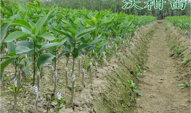 沃柑嫁接苗果树苗嫁接柑橘苗沃柑橘树苗高产量挂果当年结果包成活