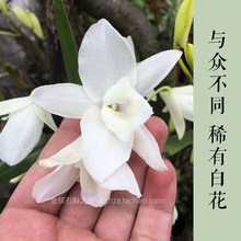 白花金钗石斛盆景盆栽铁皮素花 贵州赤水野生白色花金钗石斛苗