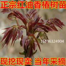 蔬菜保成活食用 红油香椿树苗 包邮 香椿果树苗树上 全国适宜盆栽