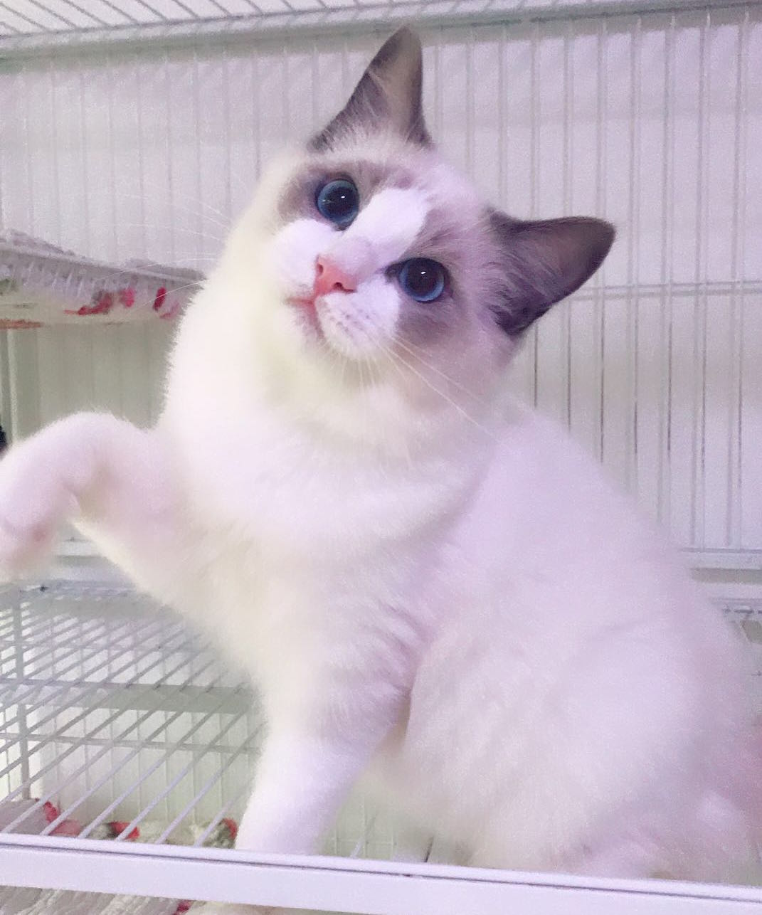海豹色布偶猫幼猫活体纯种长毛cfa认证海双加菲猫豹猫