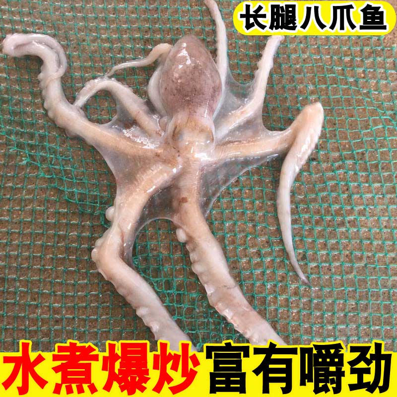 鲜活长腿八爪鱼新鲜野生八爪鱼海鲜水产大章鱼大八抓鱼长稍八带鱼
