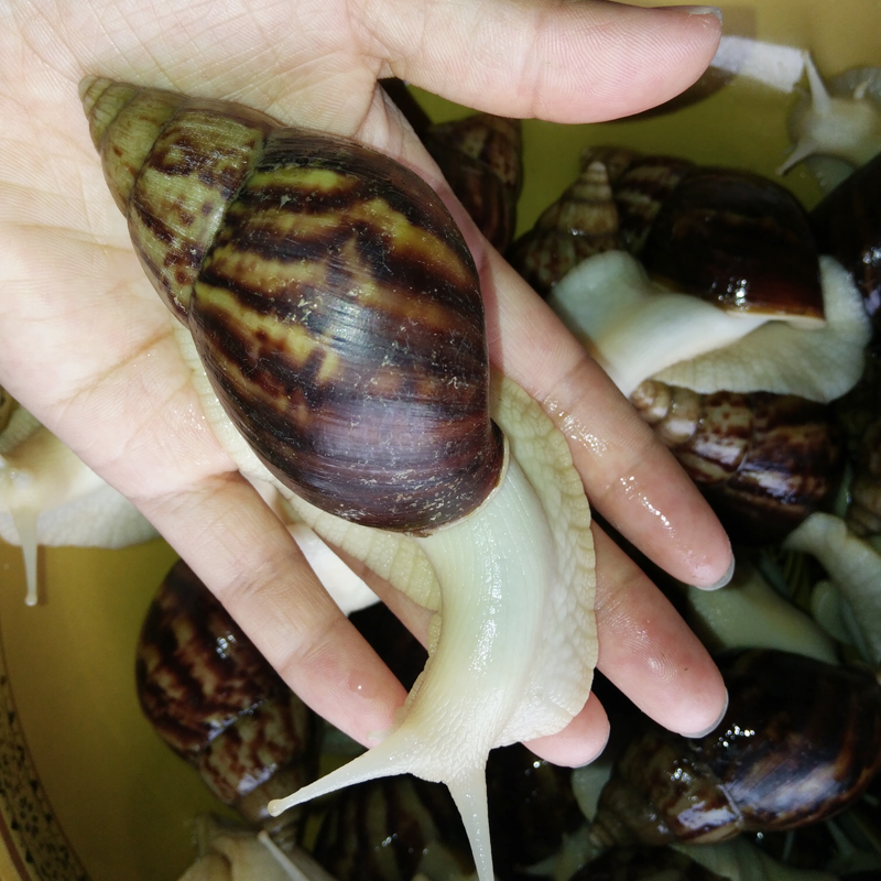 白玉蜗牛鲜活大蜗牛法式食用蜗牛观赏实验蜗牛活体家庭西餐厅40只