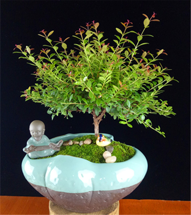 香木盆景植物芳香花木赤楠客厅净化空气禅意室内卧室杀菌木本盆栽