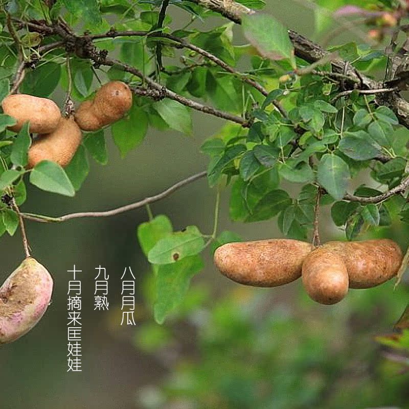 野生八月瓜新鲜野果 备孕八月炸预知子野香蕉八月角孕