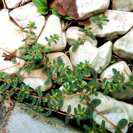 地锦草1斤野生新鲜小飞扬红莲草奶浆草铺地红血见愁蓝庄中草药材