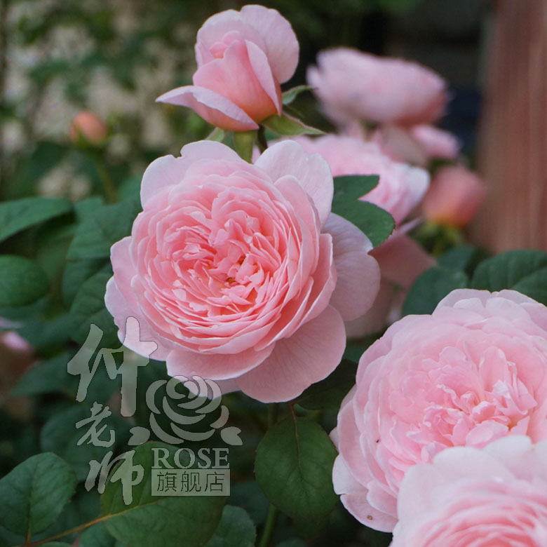 欧洲月季花苗 瑞典女王 四季开花灌木浓香切花月季 阳台盆栽