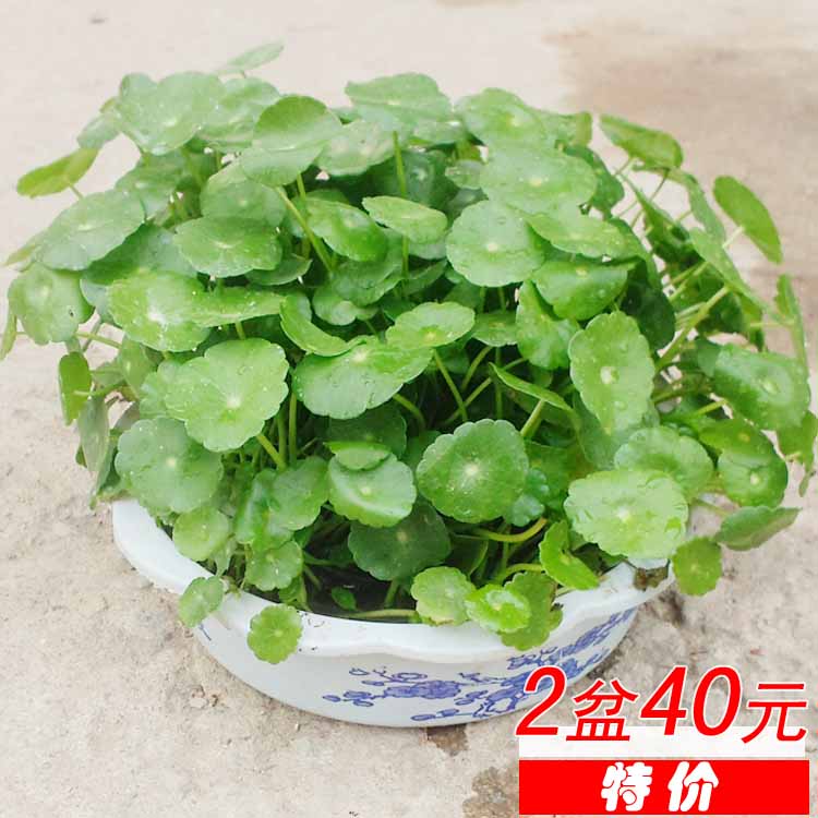 铜钱草绿色花草植物盆栽办公室桌面室内阳台水培花卉金钱草吸甲醛