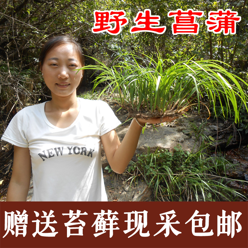 野生石菖蒲盆景附石菖蒲金钱菖蒲草虎须龙须龙根金线水九节菖蒲苗