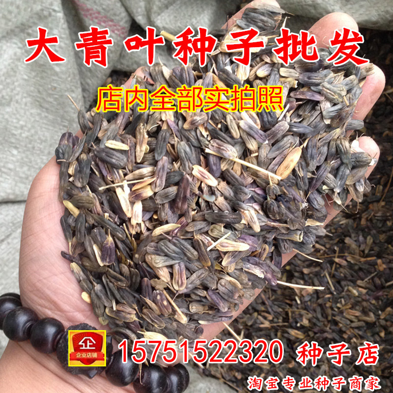 正品板蓝根种子 中药材大青叶种子批发菘蓝籽清热解毒纯新籽包邮
