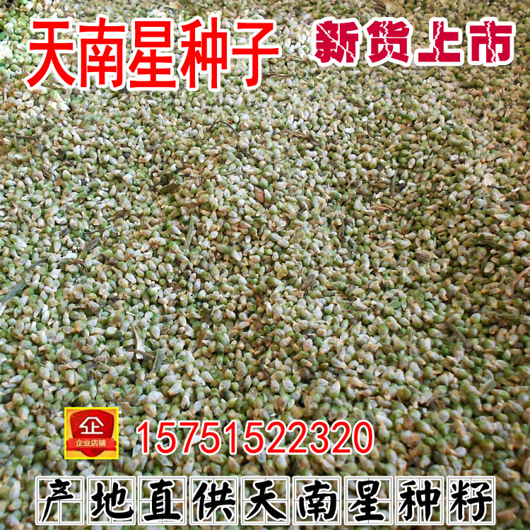 中药材种子批发/供应天南星种子胆南星种子南星子批发中草药种子