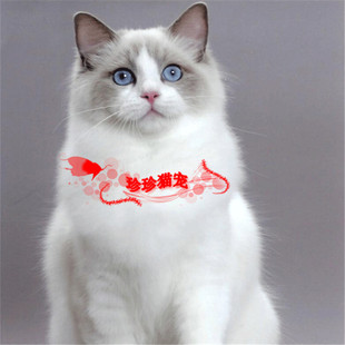 布偶猫幼猫活体 纯种家养幼猫 双色布偶正八字脸宠物猫