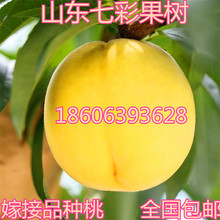嫁接桃树苗锦绣黄桃永莲桃寿桃凤凰水蜜桃血桃乌黑甜桃4年苗结果