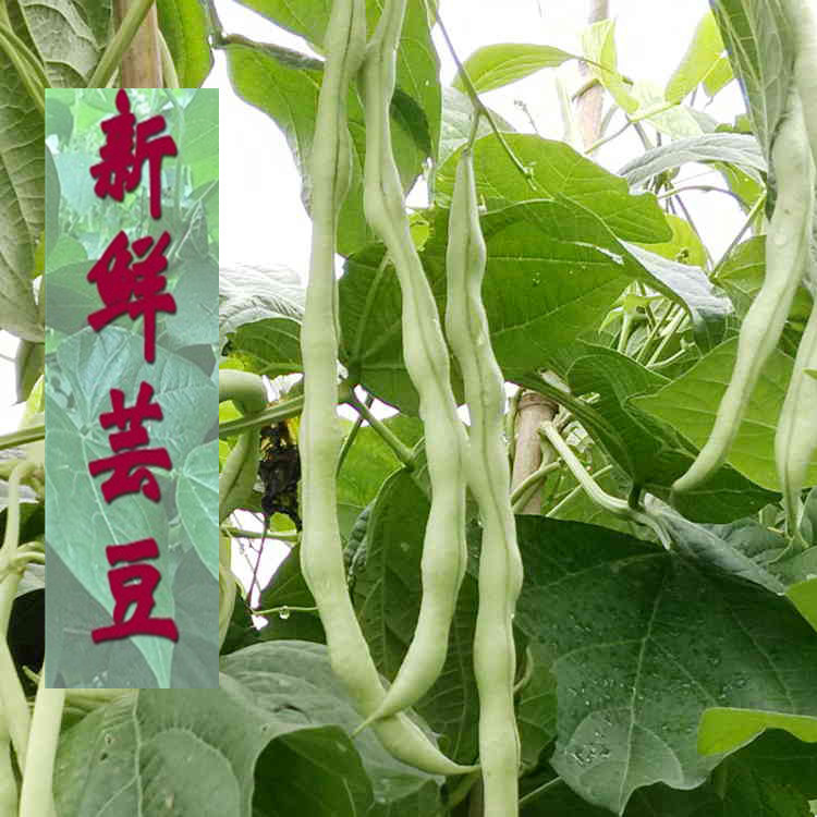 农家自种芸豆角 白芸豆 现摘现发豆角扁豆 精选新鲜蔬菜