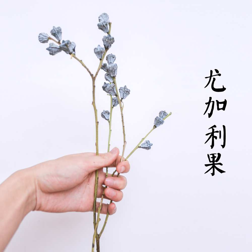 尤加利果 干花天然桉树果花艺插花diy材料花束花盒插花花材风干花