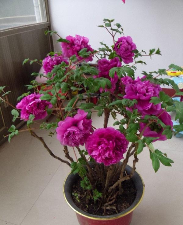 正宗牡丹花苗盆栽绿植盆栽植物室内客厅阳台庭院大苗四季当年开花