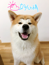定金100元 专拍