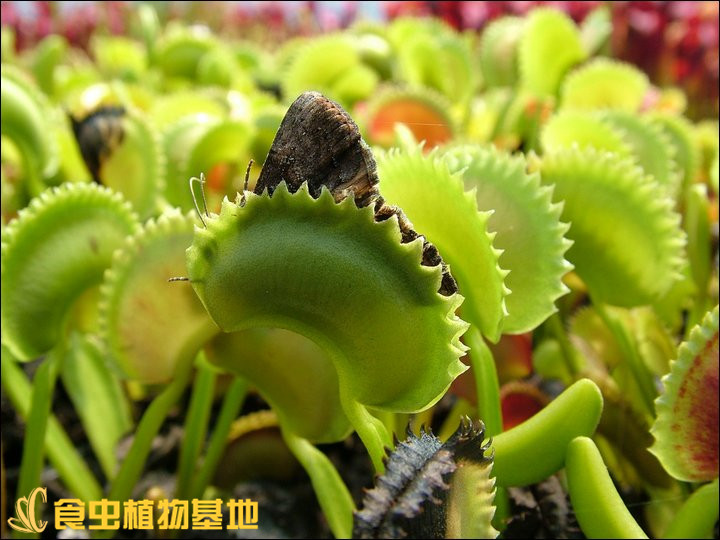 【包邮】盆栽【食虫植物】捕蝇草瓶子草茅膏菜猪笼草食虫草食人花