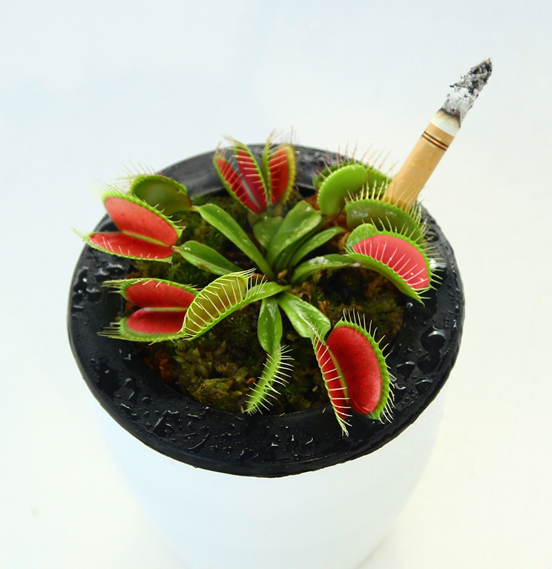 捕蝇草巨夹品种盆栽苗食虫植物驱蚊草驱蚊多肉植物猪笼草绿植花卉$