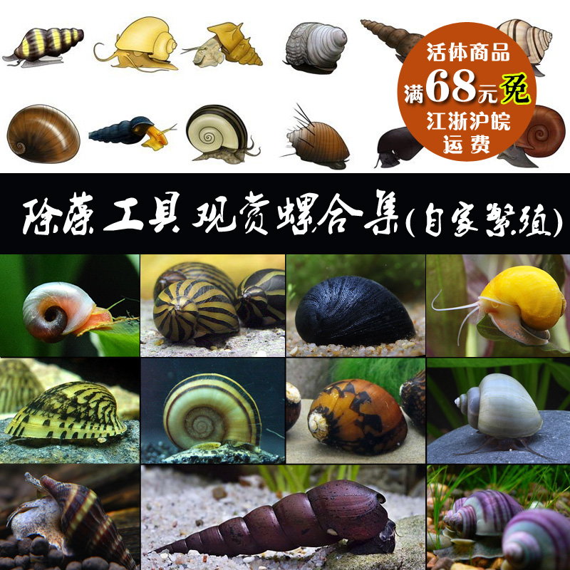 黑金刚兔螺军帽螺高效除藻螺工具螺观赏螺易橙兔螺苏螺鲍鱼螺合集