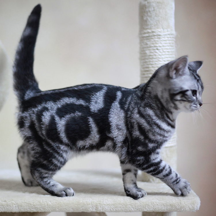 美国短毛猫 美短银虎斑 标斑宠物猫幼猫咪活体 纯种健康萌宠