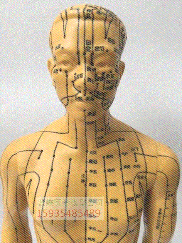 刻字模型络模型中医铜人针灸穴位模型超清晰