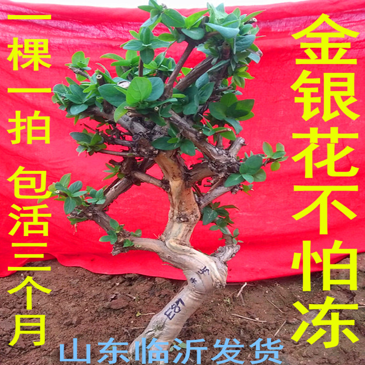 树型树形金银花苗木大树盆景树桩盆栽树苗药用爬藤包活有图片选择