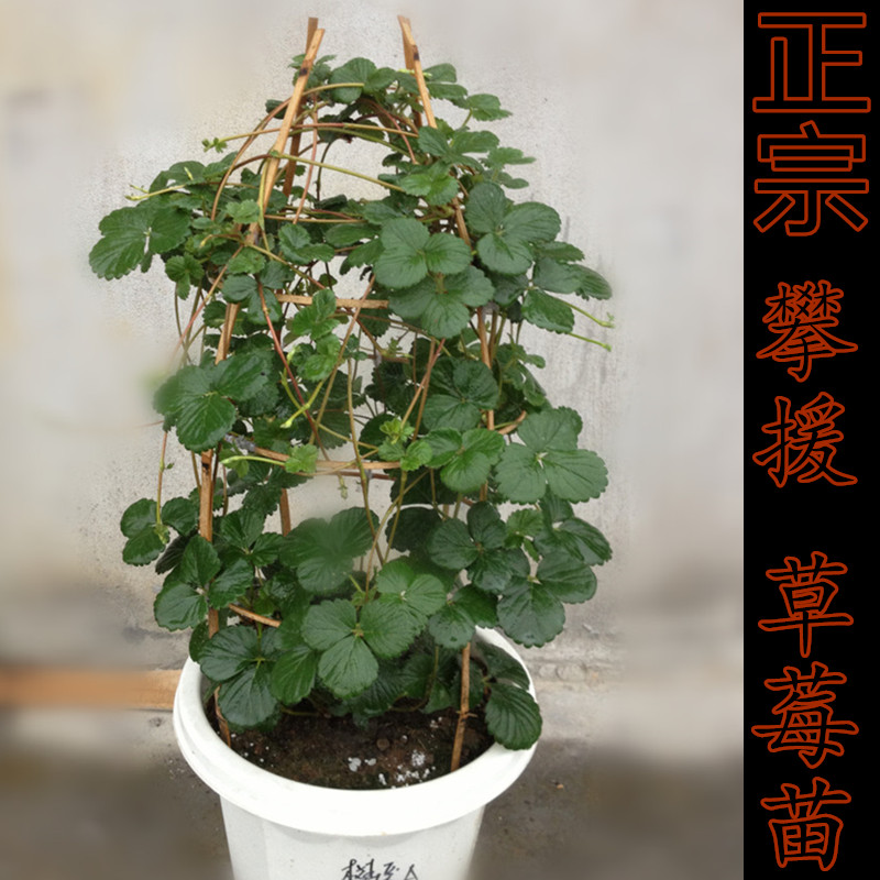 春播 四季结果爬藤草莓苗 庭院植物果树苗蔬果水果小盆栽绿植包邮