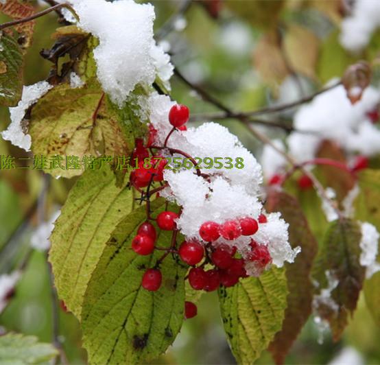 野生荚蒾树苗 羊屎条 白绣球花苗 下山桩 四季盆栽绿植花卉