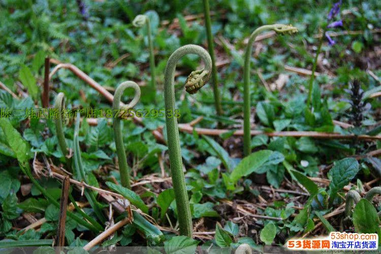 野生蕨菜苗 蕨菜 拳头菜 四季植物 蔬菜种子种苗 山野菜苗