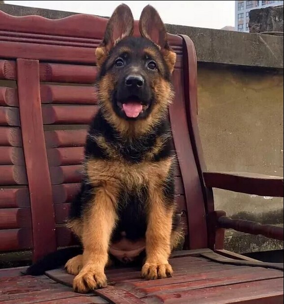 出售德国牧羊幼犬黑贝活体德国纯种家养巨型西德犬德牧狼狗长毛