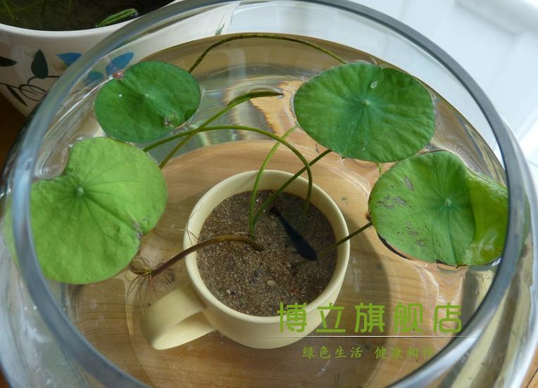 四季碗莲种水培植物种根种藕水生室内套装含盆荷花水培莲花睡莲