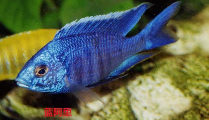 非洲王子凤凰三湖慈鲷马鲷热带鱼观赏鱼杂鲷蓝阿里金星斑马小鲷鱼