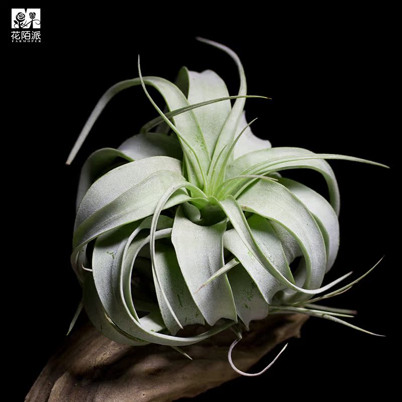 霸王 空气凤梨植物花卉办公室内客厅创意盆栽无土懒人植物花陌派