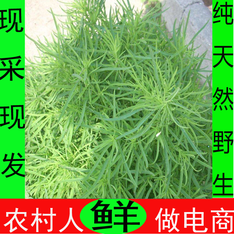 现摘新鲜扫帚苗野菜扫帚菜 地麦 地肤菜 天然野菜冰鲜