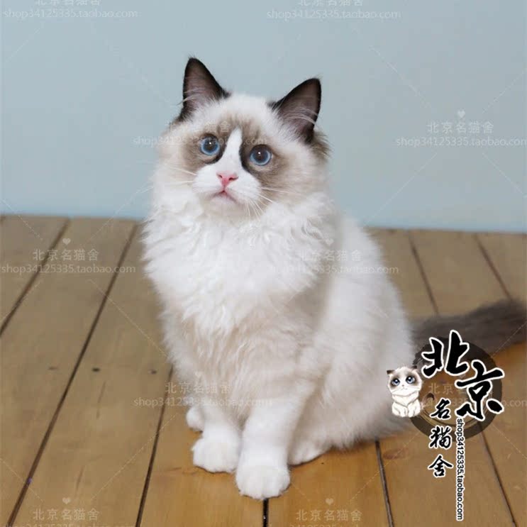 海豹双色布偶猫幼猫活体纯种长毛cfa认证蓝双加菲猫豹猫出售猫
