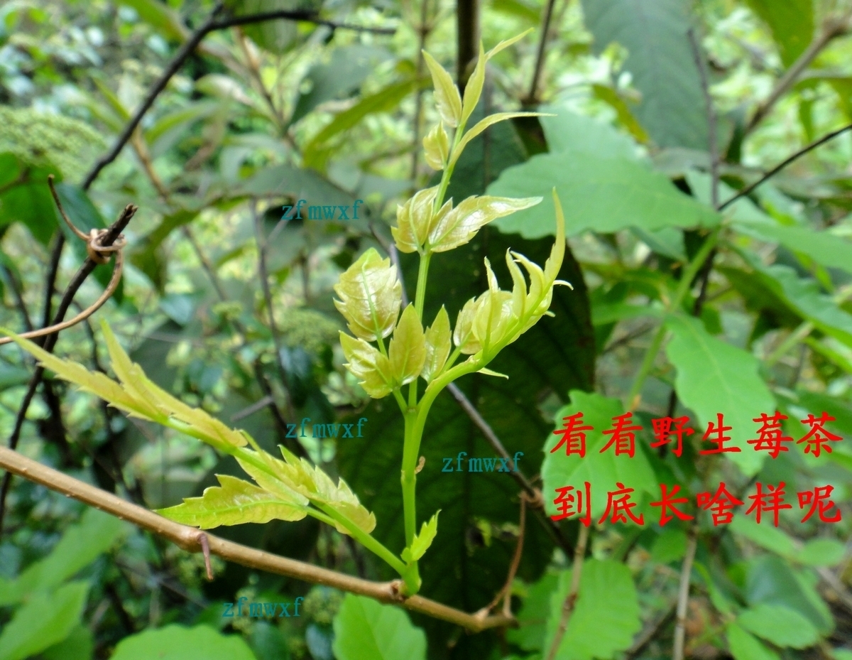 莓茶 藤茶 张家界正宗野生土家茶毛岩莓 苦甘露茶碎茶2斤包邮