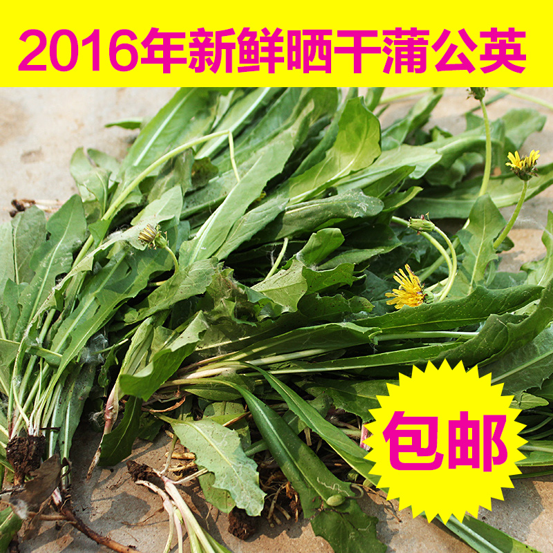 2016新货野生蒲公英根花中药材 纯天然特级整棵婆婆丁花茶250g