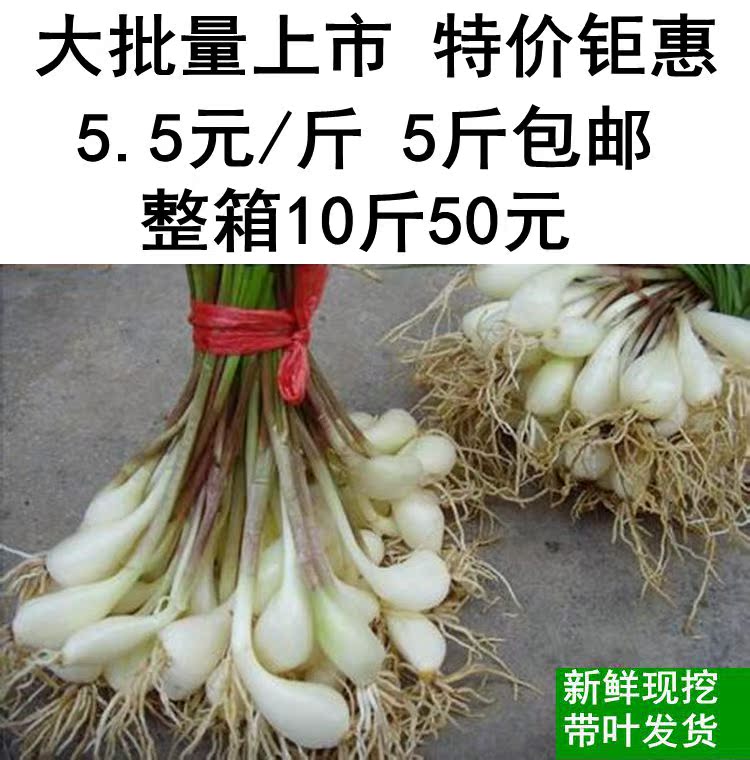 新鲜苦藠团葱小根蒜农家小蒜野葱头野菜苦茭头藠头薤白1500g包邮