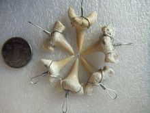 保真摩洛哥鲨鱼牙化石巨齿牙化石教学标本8888牙尖完整自选编号